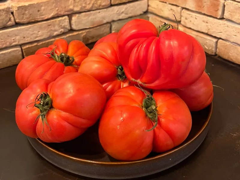 Fresh tomato from Huelva County Rajao